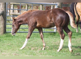 American Quarter Horse, Stute, 13 Jahre, 145 cm, Dunkelfuchs