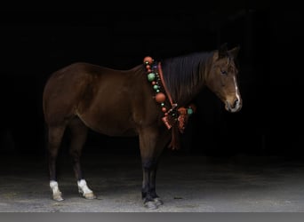 American Quarter Horse, Stute, 13 Jahre, 145 cm, Rotbrauner