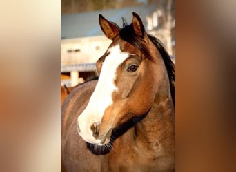 American Quarter Horse, Stute, 13 Jahre, 147 cm, Brauner