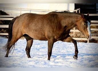 American Quarter Horse, Stute, 13 Jahre, 147 cm, Brauner