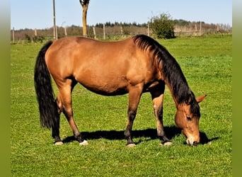 American Quarter Horse, Stute, 13 Jahre, 148 cm, Brauner