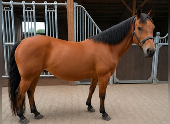 American Quarter Horse, Stute, 13 Jahre, 148 cm, Brauner