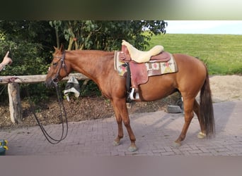 American Quarter Horse, Stute, 13 Jahre, 148 cm, Rotfuchs