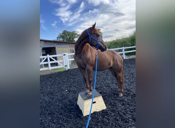 American Quarter Horse, Stute, 13 Jahre, 149 cm