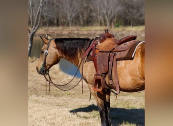 American Quarter Horse, Stute, 13 Jahre, 150 cm, Buckskin