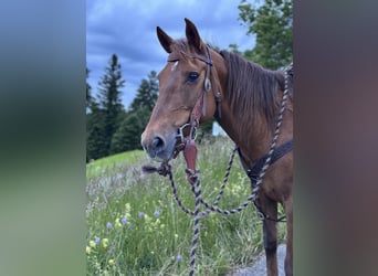 American Quarter Horse Mix, Stute, 13 Jahre, 150 cm, Dunkelfuchs