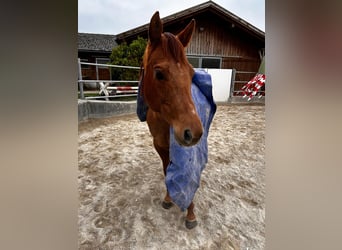 American Quarter Horse, Stute, 13 Jahre, 150 cm, Fuchs