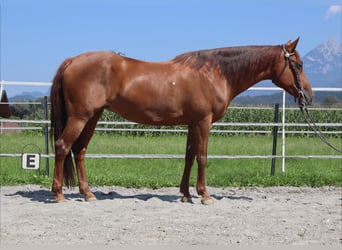 American Quarter Horse, Stute, 13 Jahre, 150 cm, Fuchs