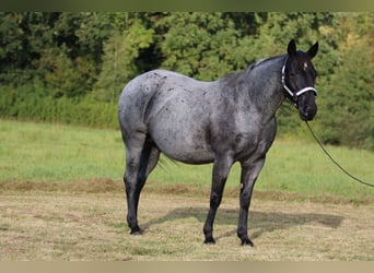 American Quarter Horse, Stute, 13 Jahre, 150 cm, Roan-Blue