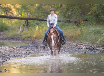 American Quarter Horse, Stute, 13 Jahre, 150 cm, Rotfuchs