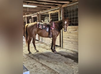 American Quarter Horse, Stute, 13 Jahre, 150 cm, Rotfuchs