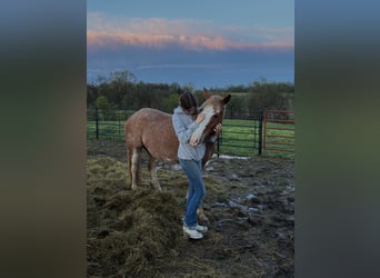 American Quarter Horse Mix, Stute, 13 Jahre, 150 cm, Sabino