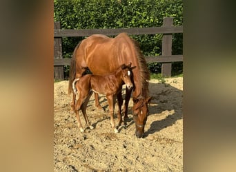 American Quarter Horse, Stute, 13 Jahre, 151 cm, Dunkelfuchs