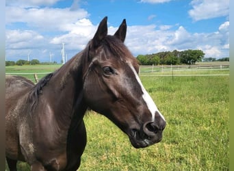 American Quarter Horse, Stute, 13 Jahre, 151 cm, Rappe