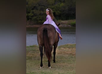 American Quarter Horse, Stute, 13 Jahre, 152 cm, Buckskin