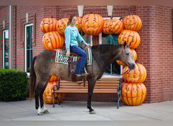 American Quarter Horse, Stute, 13 Jahre, 152 cm, Buckskin