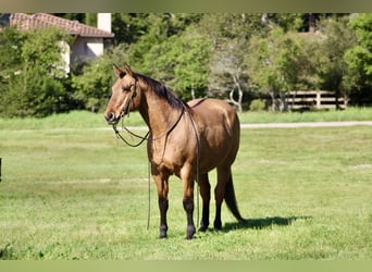 American Quarter Horse, Stute, 13 Jahre, 152 cm, Falbe