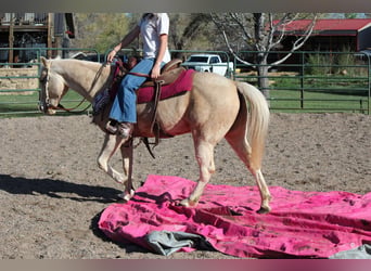American Quarter Horse, Stute, 13 Jahre, 152 cm, Palomino