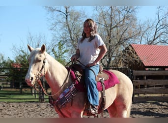 American Quarter Horse, Stute, 13 Jahre, 152 cm, Palomino