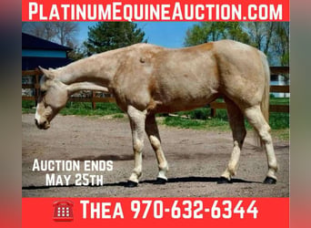 American Quarter Horse, Stute, 13 Jahre, 152 cm, Palomino