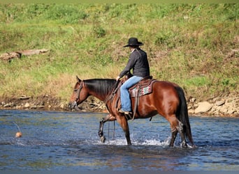 American Quarter Horse, Stute, 13 Jahre, 152 cm, Rotbrauner