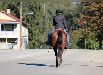 American Quarter Horse, Stute, 13 Jahre, 152 cm, Rotbrauner