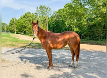 American Quarter Horse, Stute, 13 Jahre, 152 cm, Rotfuchs