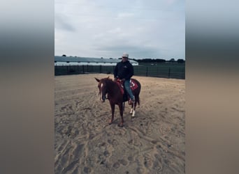 American Quarter Horse, Stute, 13 Jahre, 152 cm, Rotfuchs