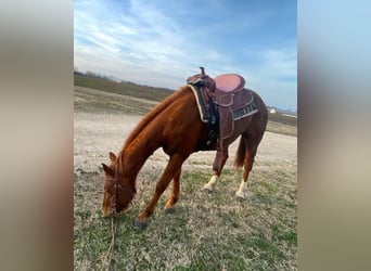 American Quarter Horse, Stute, 13 Jahre, 152 cm, Rotfuchs