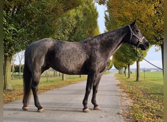 American Quarter Horse, Stute, 13 Jahre, 153 cm, Roan-Blue