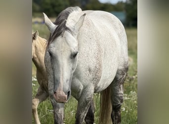 American Quarter Horse, Stute, 13 Jahre, 154 cm, Apfelschimmel