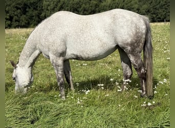 American Quarter Horse, Stute, 13 Jahre, 154 cm, Apfelschimmel