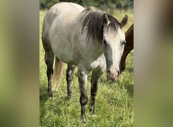American Quarter Horse, Stute, 13 Jahre, 154 cm, Apfelschimmel