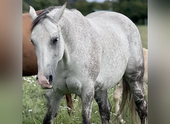 American Quarter Horse, Stute, 13 Jahre, 154 cm, Apfelschimmel