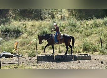 American Quarter Horse, Stute, 13 Jahre, 155 cm, Brauner