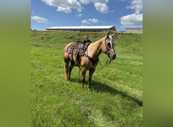 American Quarter Horse, Stute, 13 Jahre, 157 cm, Palomino
