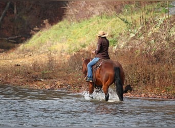 American Quarter Horse, Stute, 13 Jahre, 157 cm, Rotbrauner
