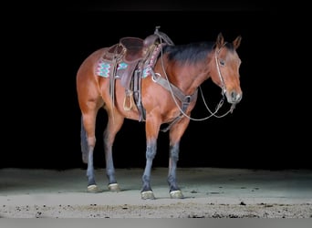 American Quarter Horse, Stute, 13 Jahre, 157 cm, Rotbrauner