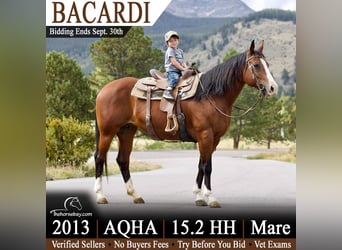 American Quarter Horse, Stute, 13 Jahre, 157 cm, Rotbrauner