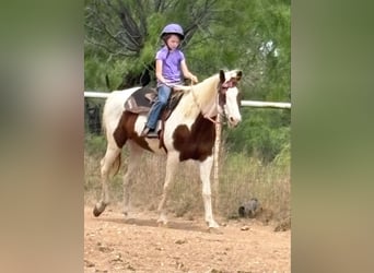 American Quarter Horse, Stute, 13 Jahre, 157 cm, Tobiano-alle-Farben