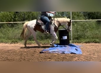 American Quarter Horse, Stute, 13 Jahre, 157 cm, Tobiano-alle-Farben