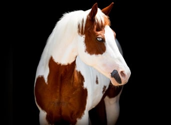 American Quarter Horse, Stute, 13 Jahre, 157 cm, Tobiano-alle-Farben