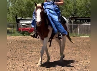 American Quarter Horse, Stute, 13 Jahre, 157 cm, Tobiano-alle-Farben