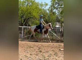 American Quarter Horse, Stute, 13 Jahre, 157 cm, Tobiano-alle-Farben