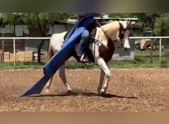 American Quarter Horse, Stute, 13 Jahre, 157 cm, Tobiano-alle-Farben