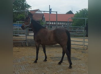 American Quarter Horse Mix, Stute, 13 Jahre, 160 cm, Brauner