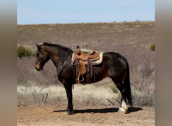 American Quarter Horse, Stute, 13 Jahre, 160 cm, Rotbrauner