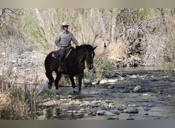 American Quarter Horse, Stute, 13 Jahre, 160 cm, Rotbrauner