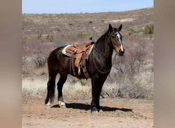 American Quarter Horse, Stute, 13 Jahre, 160 cm, Rotbrauner