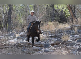American Quarter Horse, Stute, 13 Jahre, 160 cm, Rotbrauner